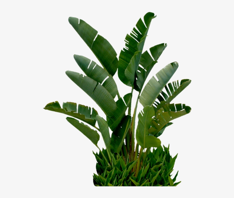 Flowers Png For Photoshop, transparent png download
