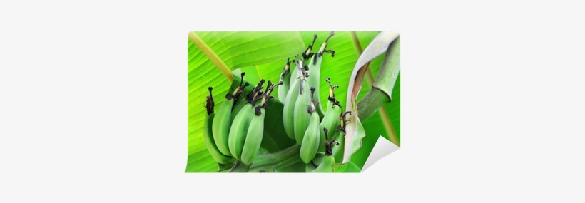 Ensete, transparent png download