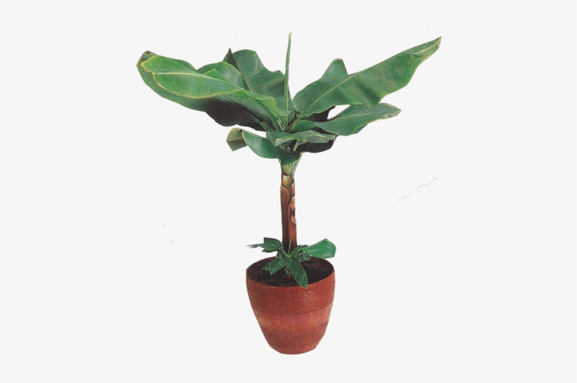 Left Plant - Pachira, transparent png download