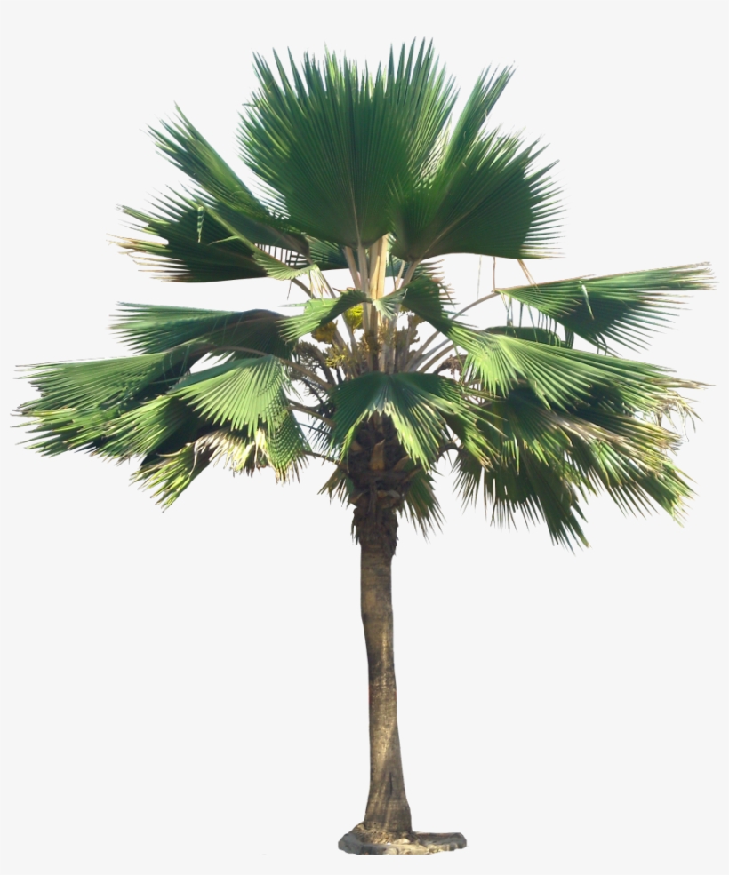 Pritchardia Pacifica Png, transparent png download