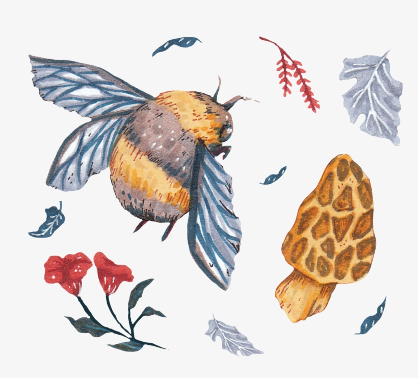 2 - Cb Project - Acorn, transparent png download