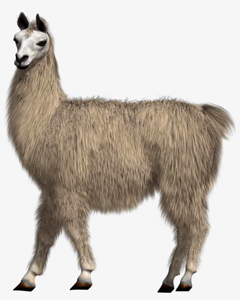 Llama Transparent Background - Llama Png, transparent png download