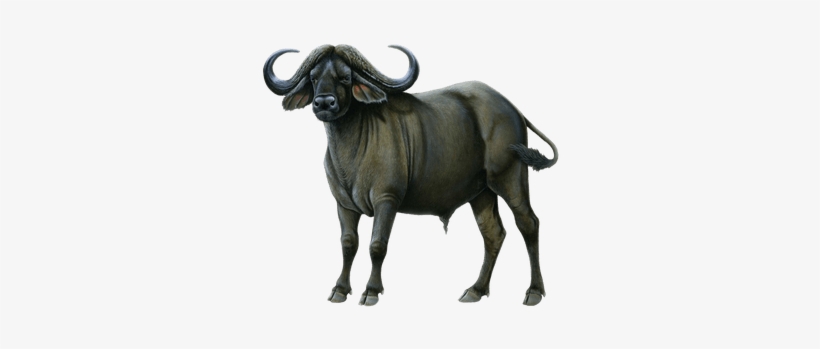 Buffalo Clip Wildebeest - Water Buffalo Silhouette, transparent png download