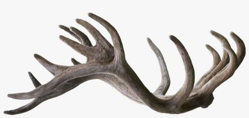 Antlers Free Download On Mbtskoudsalg Png Reindeer - Deviantart, transparent png download