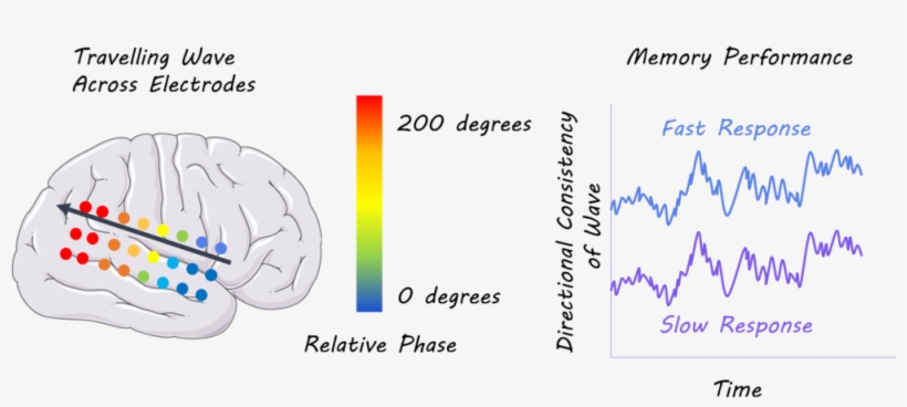 Oscillations In Neural Activity Travel In Waves Through - Cc-by-sa-3.0, transparent png download