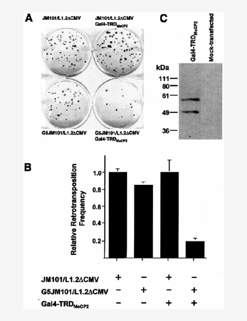 The Trd Of Mecp2 Represses L1 Retrotransposition - Diagram, transparent png download