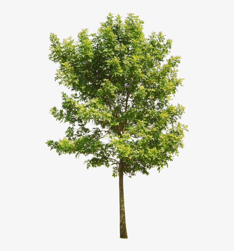 Architecture Building House Green - Tabernaemontana Divaricata Tree Png, transparent png download