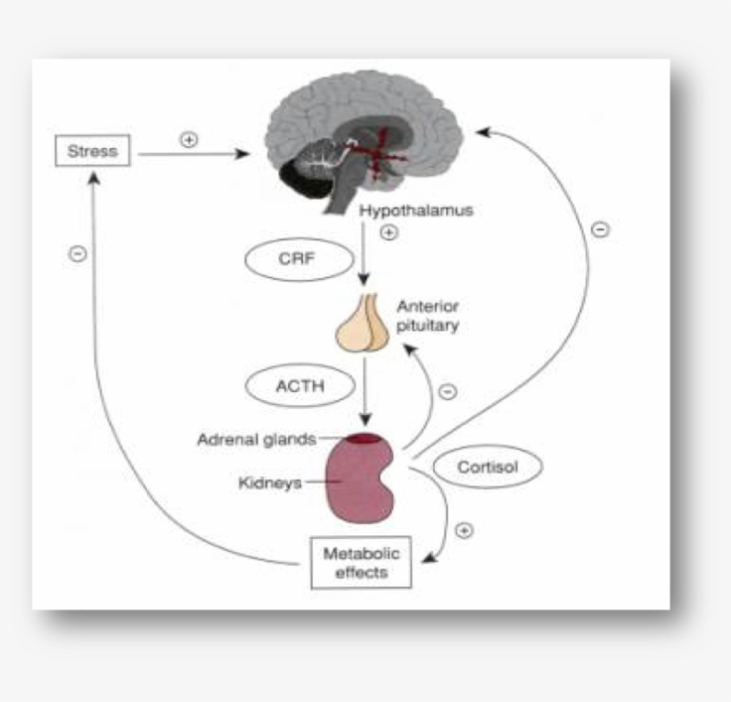 Schematic Presentation Of The Adrenal Androgen Regulation - Acute Adrenal Insufficiency, transparent png download
