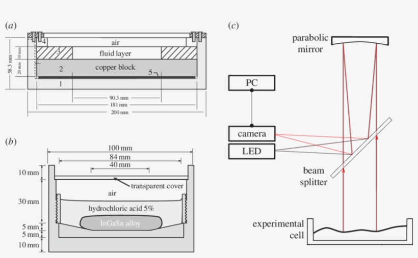 Cross Sections Of The Experimental Cells Used - Fluid, transparent png download