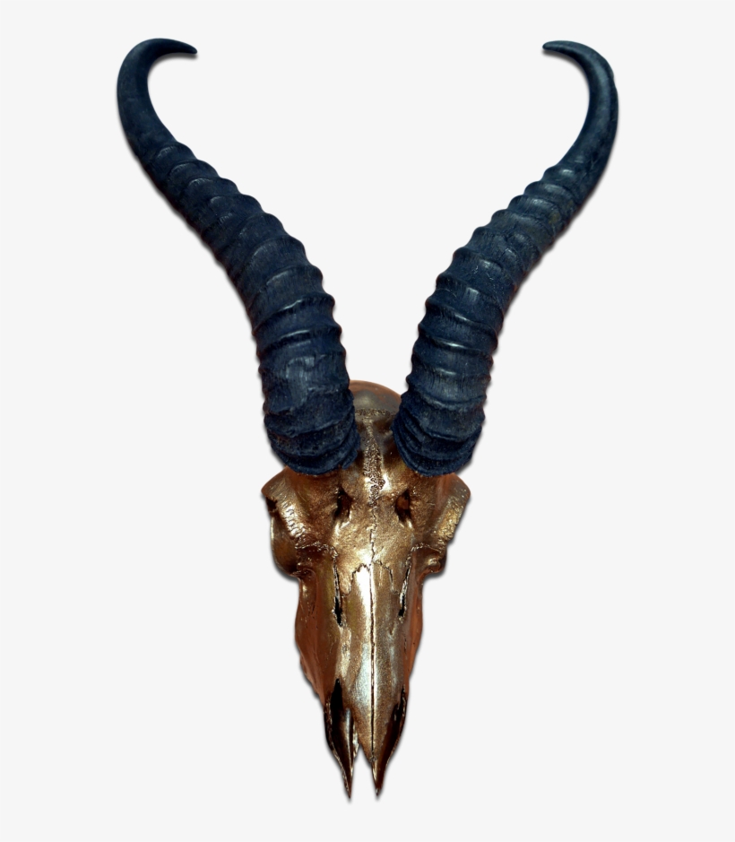 Real Springbok Skull Bronze Spray Painted African Antelope - Antelope Skull, transparent png download