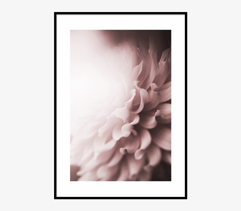 Chrysanthemum Poster - Floral Journal - Mothers Day Gift - (unruled): 6" X, transparent png download