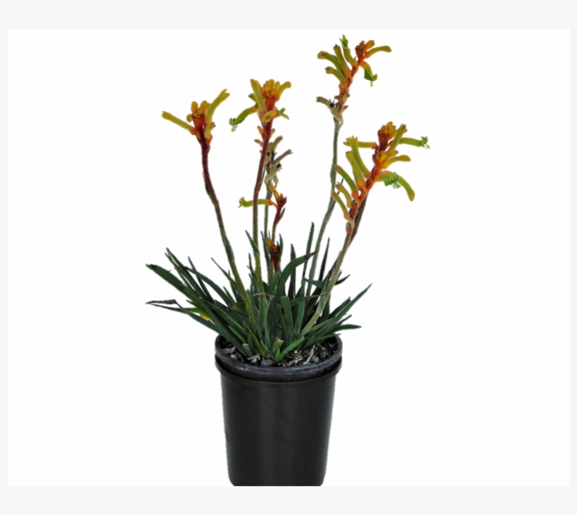 Cattleya Elongata, transparent png download