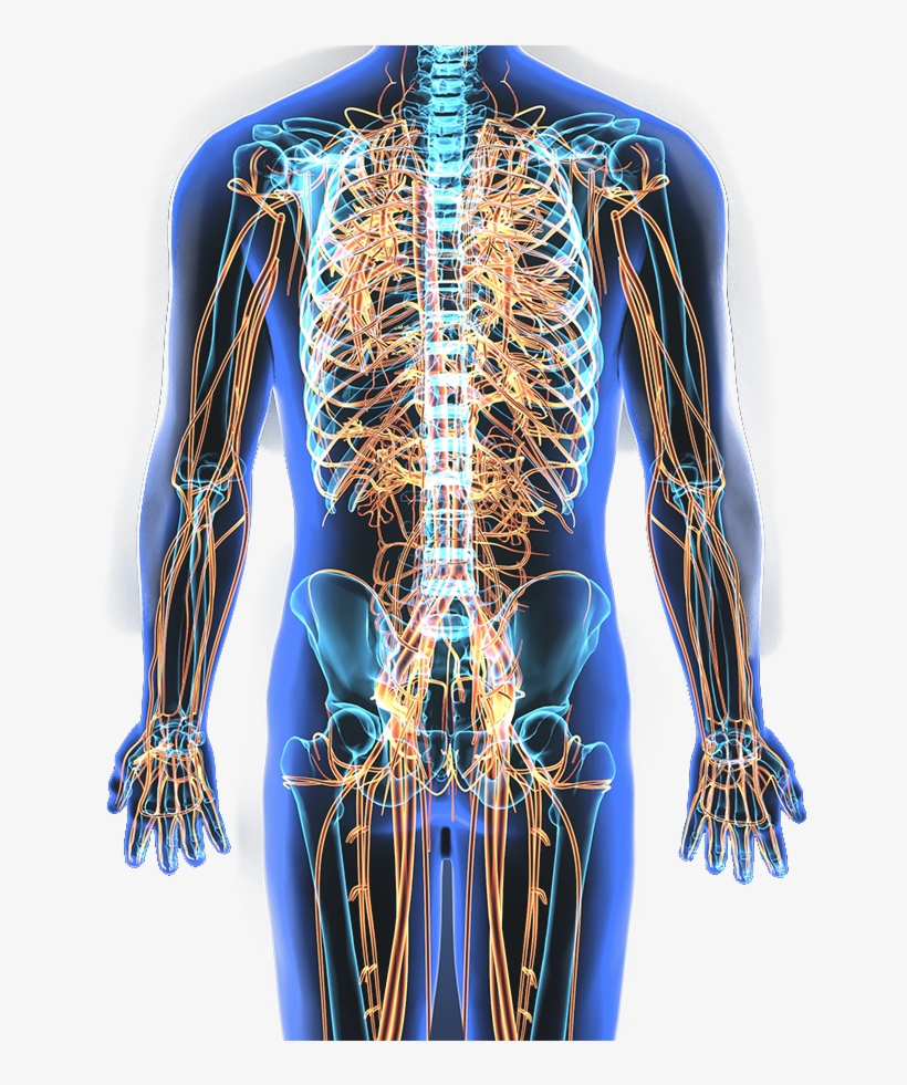 These Frequencies Are Specifically Designed To Be Played - Nervous System Pic Png, transparent png download