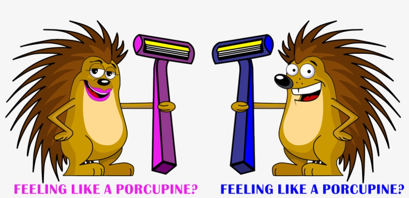 0 Replies 1 Retweet 1 Like - Cartoon Porcupine, transparent png download