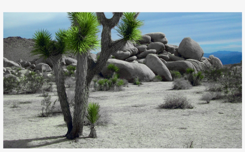 Score 50% - Joshua Tree Landscaping, transparent png download