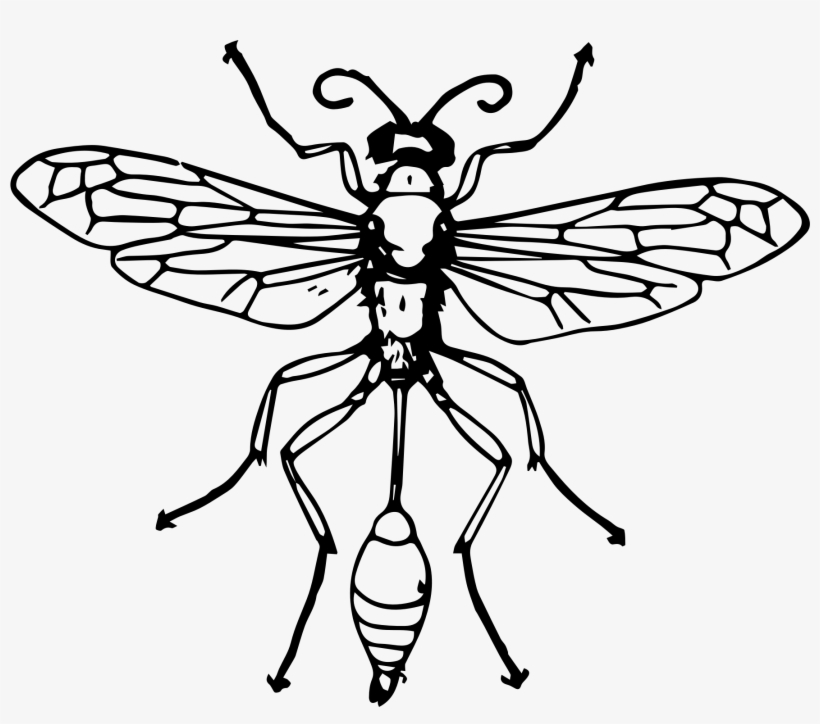 Vector Freeuse Stock Clipart Funeral - Thread Waisted Wasp Drawing, transparent png download