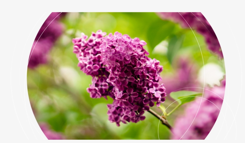 Viridis Specialises In Providing Exclusive Garden And - Eddy Boom Unsplash, transparent png download