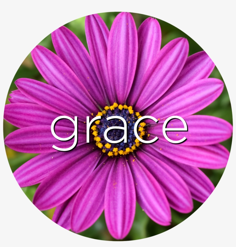 Follow Url Grace African Daisy Flower Essence - Perfekte Lila Blume Große Wanduhr, transparent png download