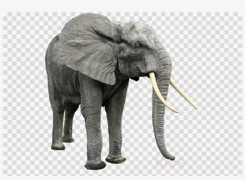 Elephant Transparent Clipart African Bush Elephant - Endangered Species Transparent, transparent png download