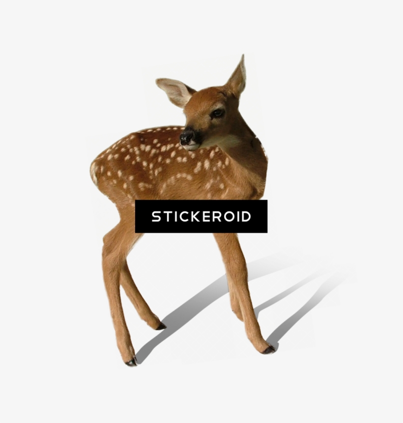 Deer - White Tailed Deer Transparent Deer, transparent png download