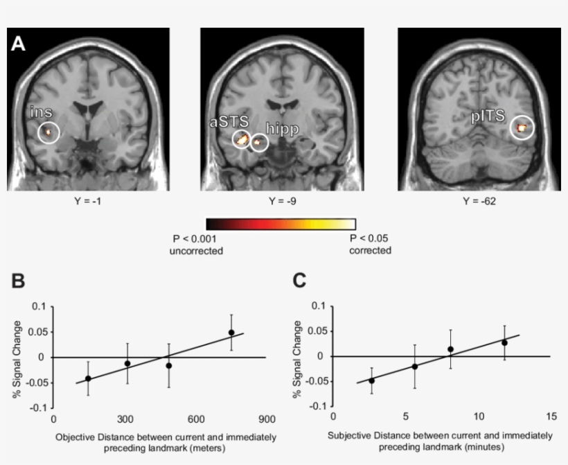Distance Related Adaptation In The Human Brain - Euclidean Distances Brain, transparent png download