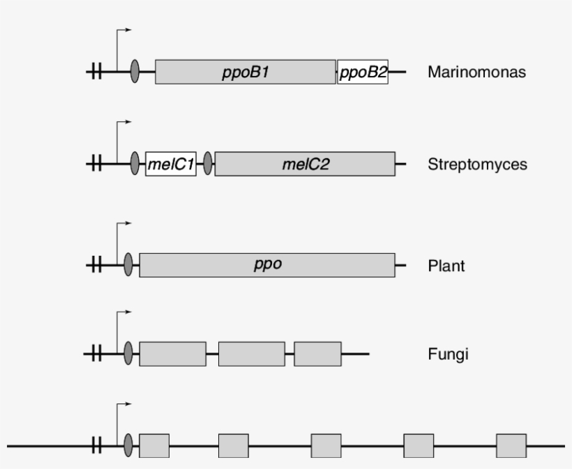 Schematic Representation Of The Genetic Organization - Library, transparent png download