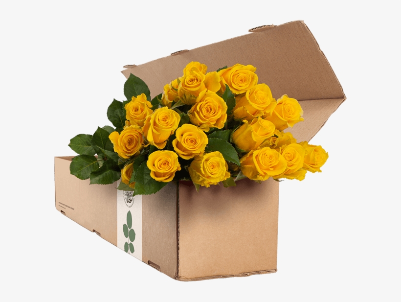 24 Yellow Roses - Garden Roses, transparent png download