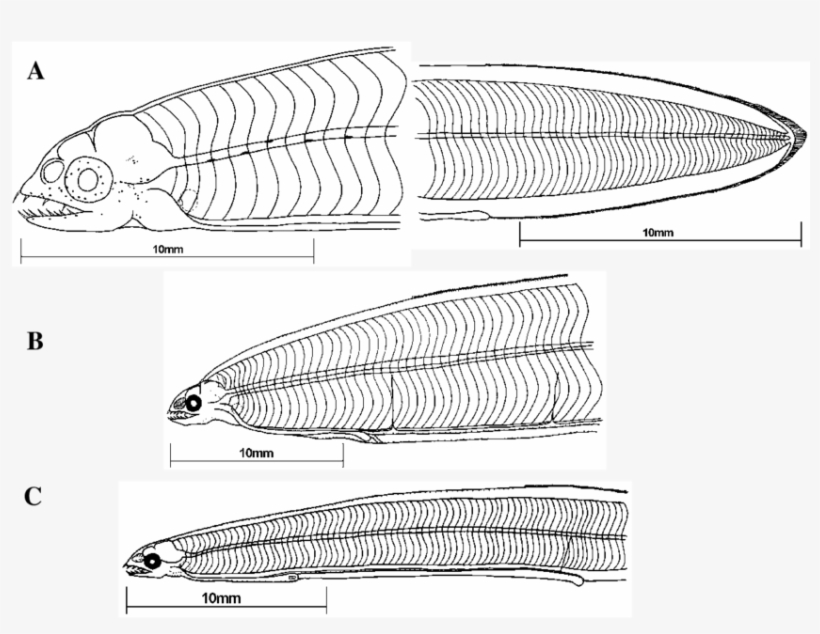 A Gymnothorax Miliaris Lateral View Of Head And Tail - Insect, transparent png download