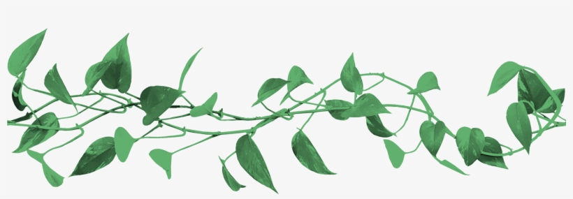 Bay Laurel, transparent png download