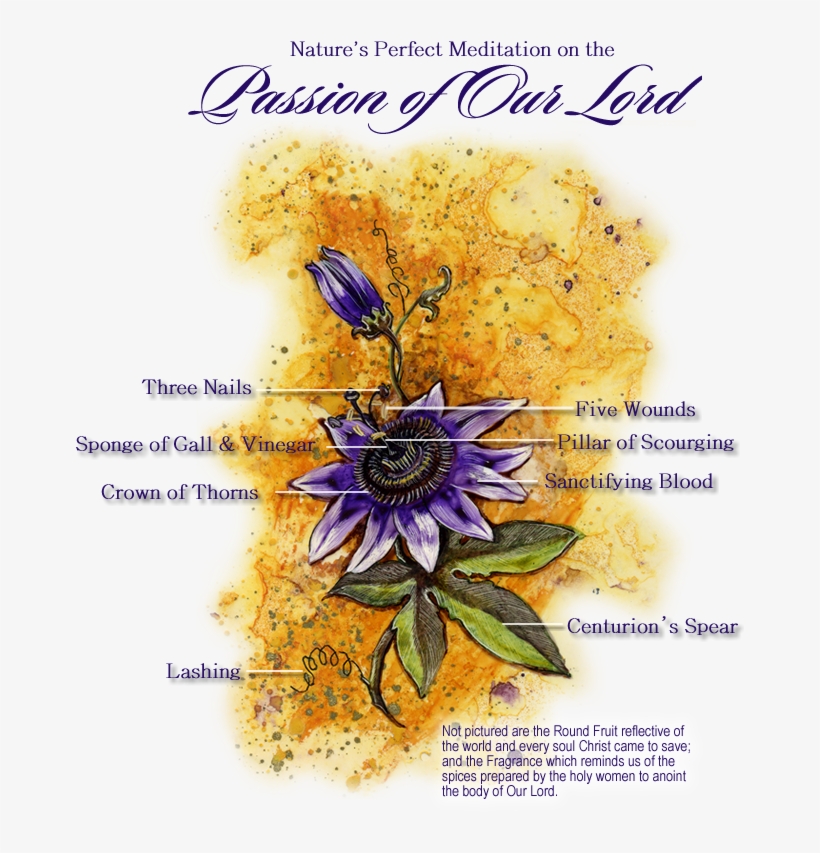 I Love This Reminder, Right In My Backyard - Passion Flower Meaning, transparent png download