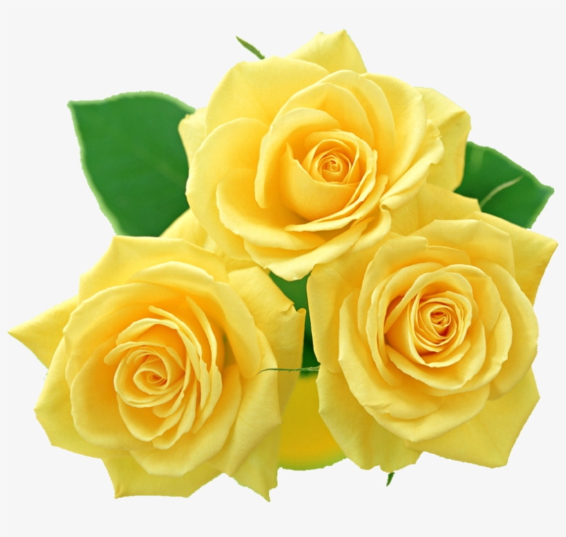 Yellow Rose - Yellow Roses Images Png, transparent png download