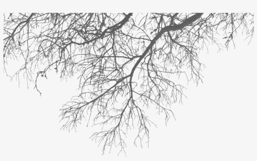 Branch Download Png - Branches Png, transparent png download
