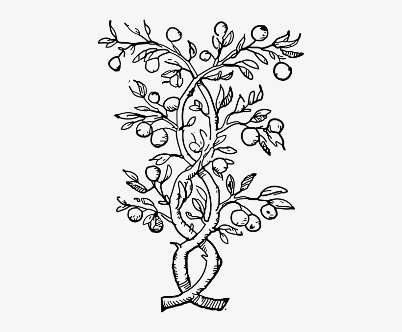 How To Set Use Fruit Tree Branches Svg Vector Transparent Png 420x598 Free Download On Nicepng