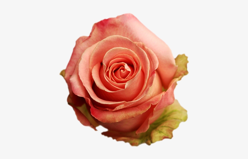 Roses - Flower, transparent png download