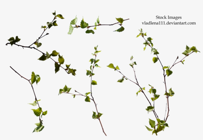 Plant Branch Png - Branch Spring Tree Png, transparent png download