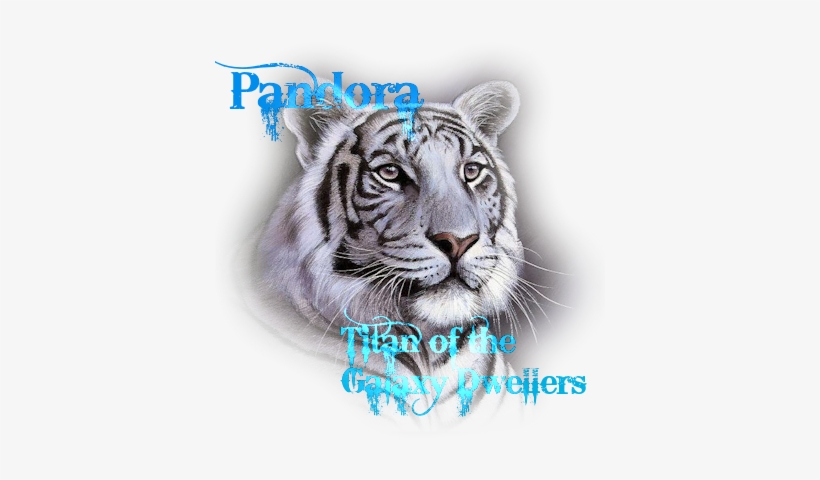 White Tiger Face 1 - White Tiger Face Throw Blanket, transparent png download