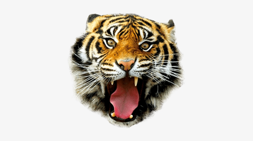 Tiger Necklace, Photo Glass Dome Black Chain Pendant, transparent png download