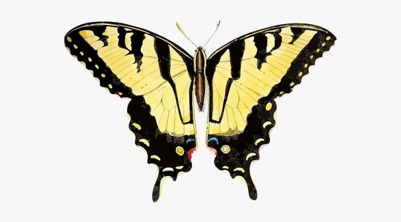 Free Papilio Glaucus - Tracing Straight Lines, transparent png download