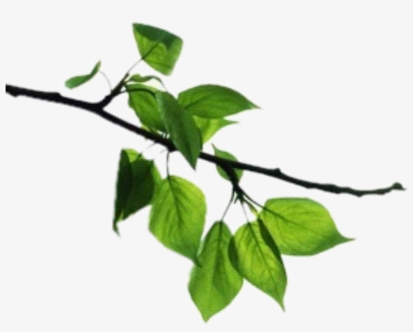 Transparent Tree Branch Png Transparent Png 1441x1091 Free Download On Nicepng