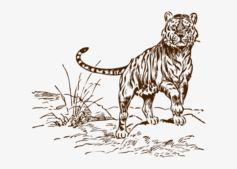 Brown Tiger Cliparts - Bengal Tiger Clip Art Black And White, transparent png download