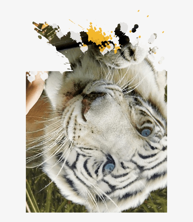 Jungala - Siberian Tiger, transparent png download