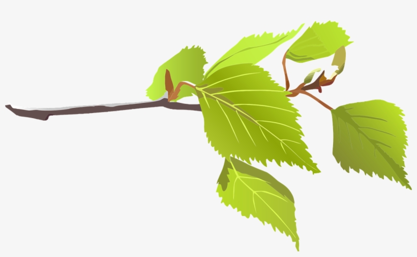 Tree Limb - Branch With Leaf Png, transparent png download