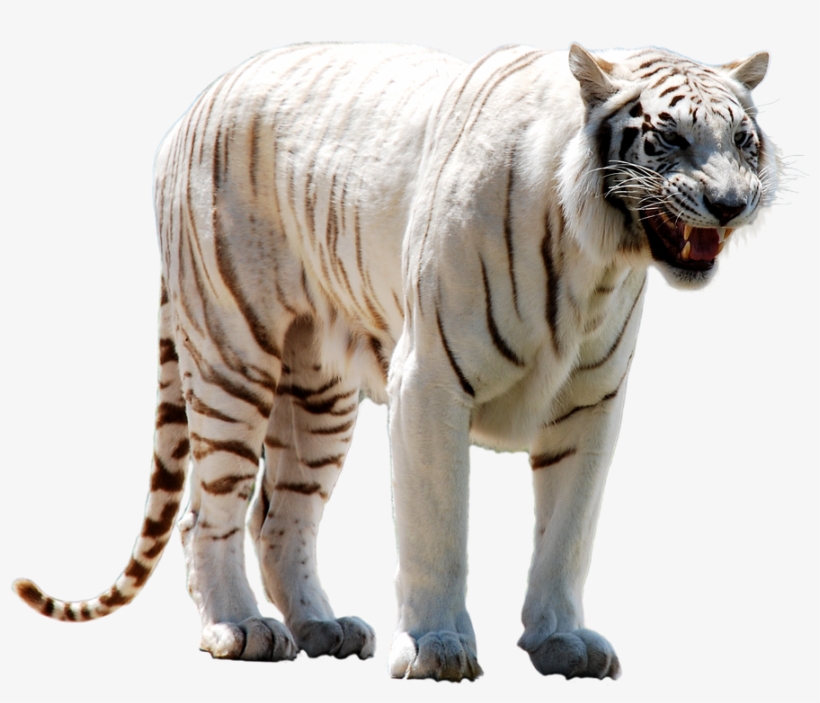 White Tiger Face Png - White Tiger Transparent, transparent png download