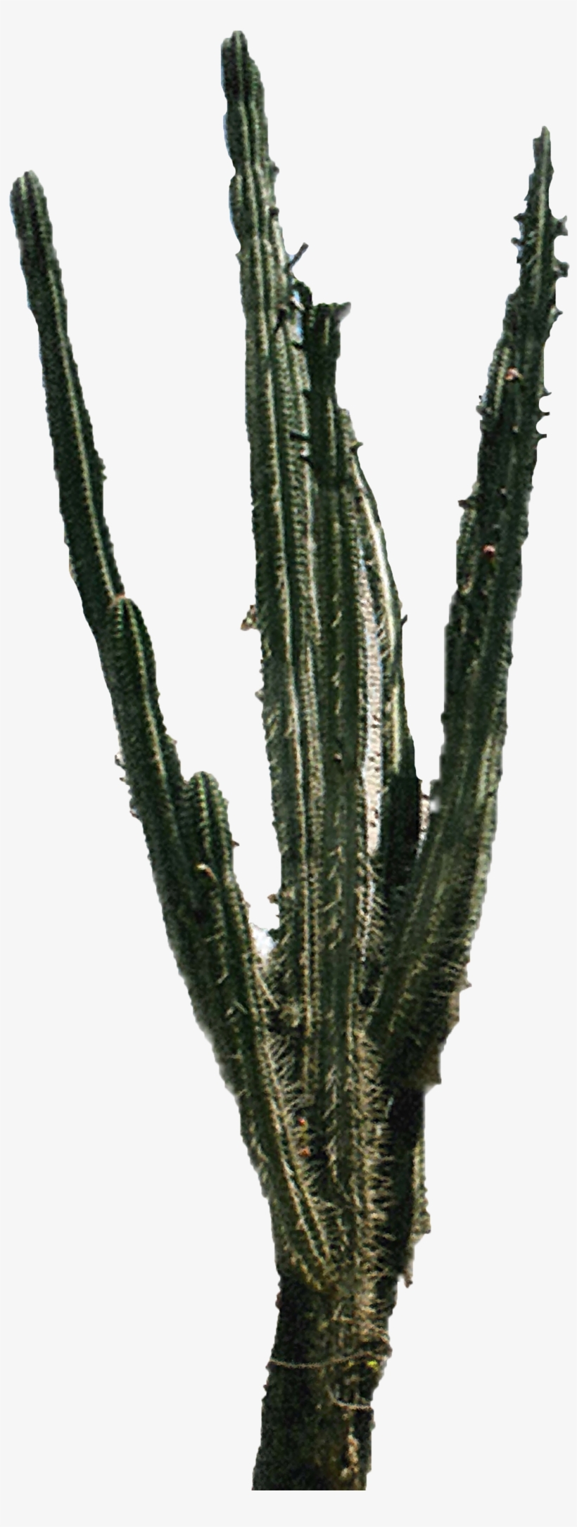 Download Cactus Png 2 Hq Png Image Freepngimg - Acanthocereus Tetragonus, transparent png download
