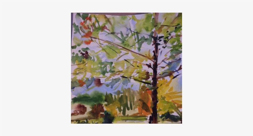 Ever Beautiful Fall - Canoe Birch, transparent png download