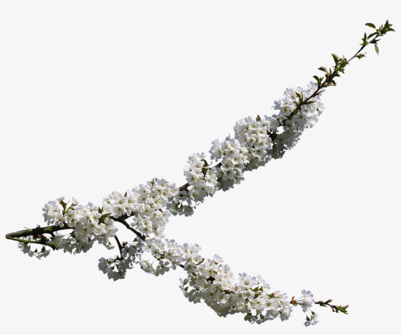 Cherry Blossom, Spring, Clipping, Graphics - Cherry Blossom, transparent png download