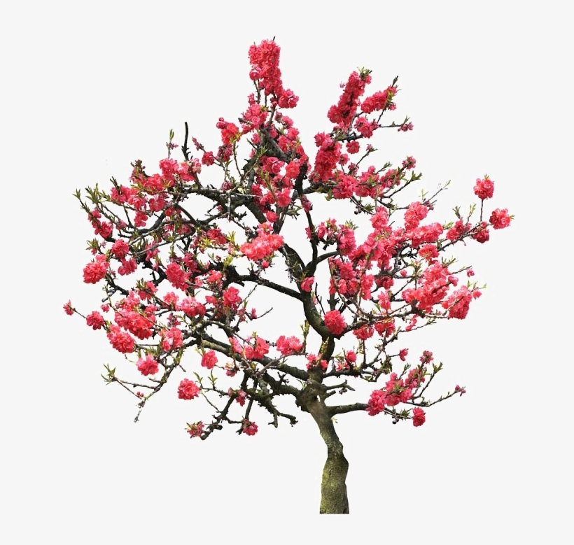 Japanese Flowering Cherry Png Image - University Of Maryland University College, transparent png download