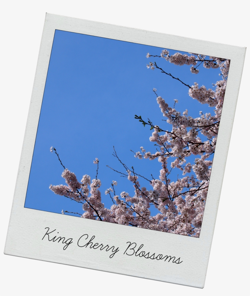 One Thing That Was Lacking From The Festival Was Food - Cherry Blossom, transparent png download