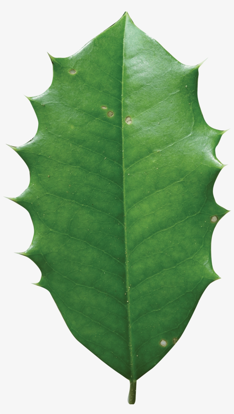 Holly, transparent png download