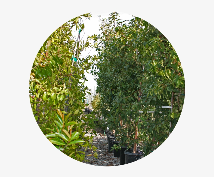 Nursery Tree Icon2 - Tree, transparent png download